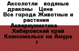 Аксолотли / водяные драконы › Цена ­ 500 - Все города Животные и растения » Аквариумистика   . Хабаровский край,Комсомольск-на-Амуре г.
